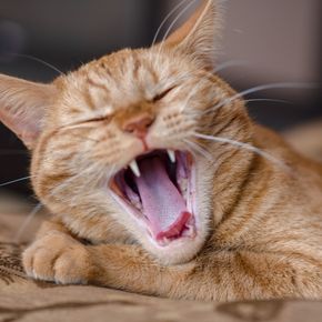 What are the signs of feline dental disease
