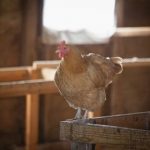 Enrichment tips for locked up hens