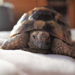 Helping Wiltshire and Somerset tortoises wake up from hibernation safely