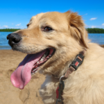 Garston Vets’ nurses give vital pre-summer dog advice