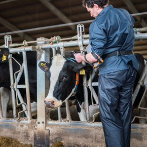 Bovine TB testing and the use of ancillary tests