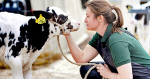 Female vet with cow