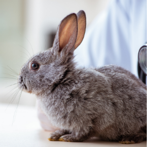 Seven essential health checks for your rabbit this Autumn