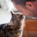 Top tips for adopting an older cat
