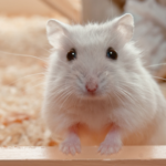 Hamster under the weather? Here is some help for owners to spot illnesses at home