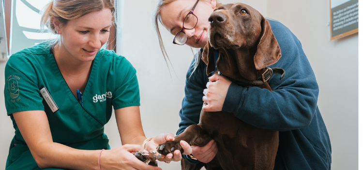 Veterinary nurse clinics for pets in Somerset & Wiltshire