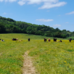 Heat Stress in Cattle