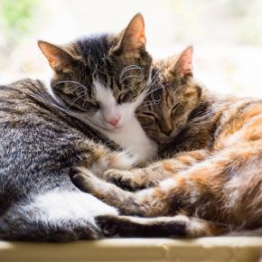 Our nurse, Natalie, shares important considerations for multi-cat homes.
