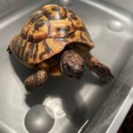 Read our top advice on tortoise hibernation