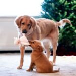 Canine Christmas dangers