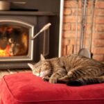 A guide on your cat’s happiness this winter