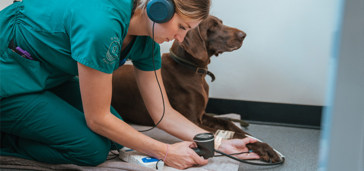 Veterinary Nurse Careers at Garston Vets 