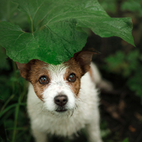 Lost and found pets in Wiltshire & Somerset