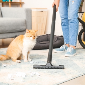 Spring cleaning indoor hazards for curious Wiltshire and Somerset cats