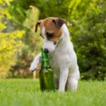 Garston Vets on spring gardening safety for dog owners
